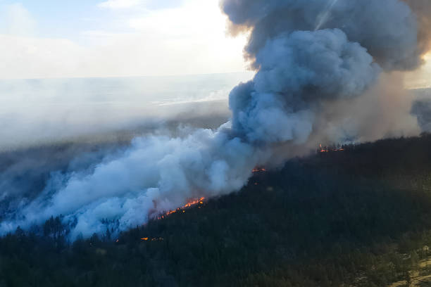 istock Fire in the forest, burning trees and grass. Natural fires 1200905807