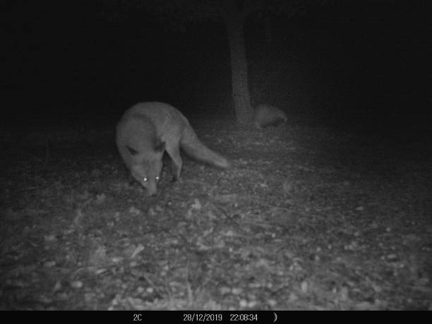 istock Fox feeding in French garden at night 1200907257