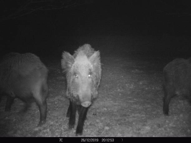 istock Wild Boar in French garden 1200907319