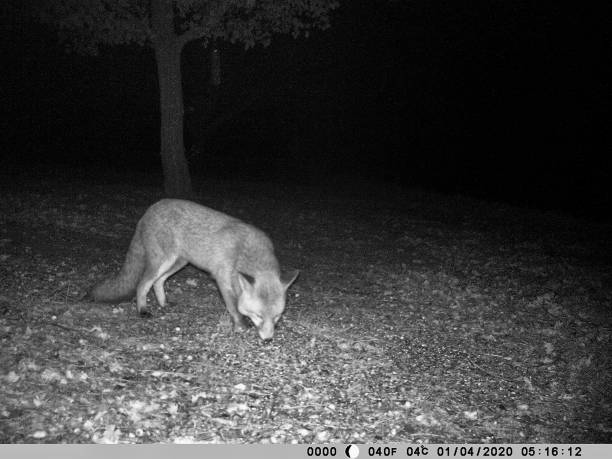 istock Fox feeding in French garden 1200907345