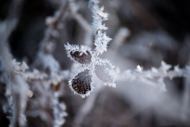 Winter background of frozen leaves.  Natural winter background. Winter forest background desktop image. Winter background with copy space.