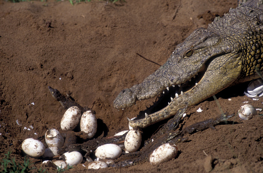 Nile Crocodile in Ethiopia