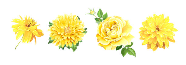 ilustrações, clipart, desenhos animados e ícones de definir flores amarelas - flower head bouquet daisy petal