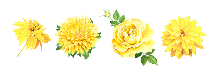 Set of beautiful realistic yellow flowers. Rose, Aster, of Rudbeckia Laciniata isolated on a white background. Template for floral design