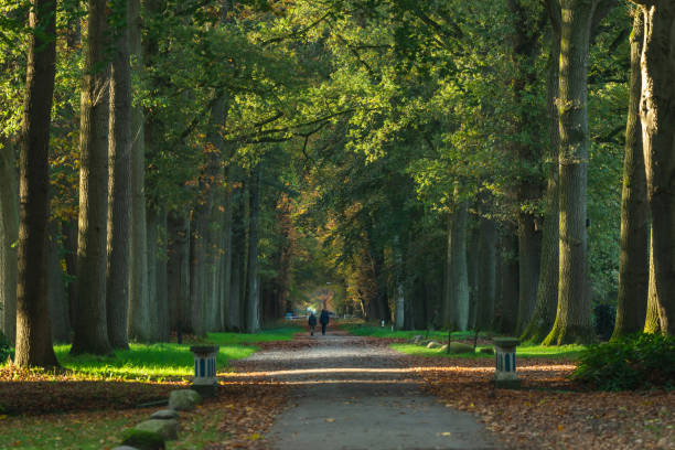 istock Pathway with hikers in sunny forest during early fall. 1200909441
