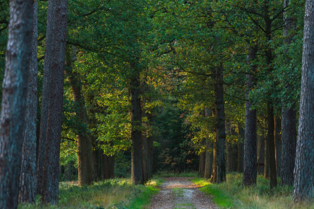 istock Sunny forest path with some fallen leaves during early autumn. 1200909475