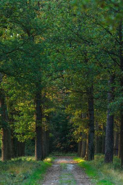 istock Sunny forest path with some fallen leaves during early autumn. 1200909502