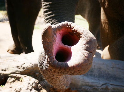 Detail of thai elephant head