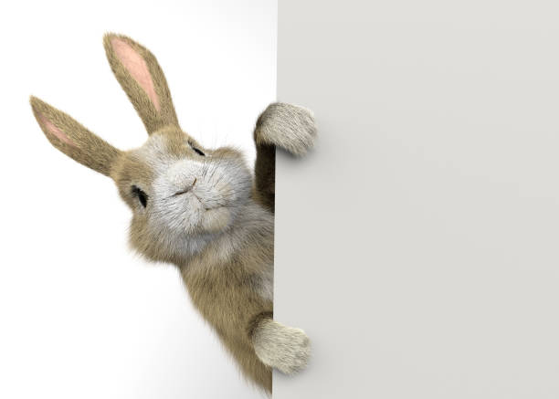 baby kaninchen guckt hinter einer wand oder einem banner - animal ear stock-fotos und bilder