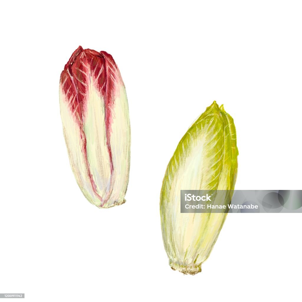 Spring Crops Drawing Vegetables Spring Stock Illustration - Download Image Now ...