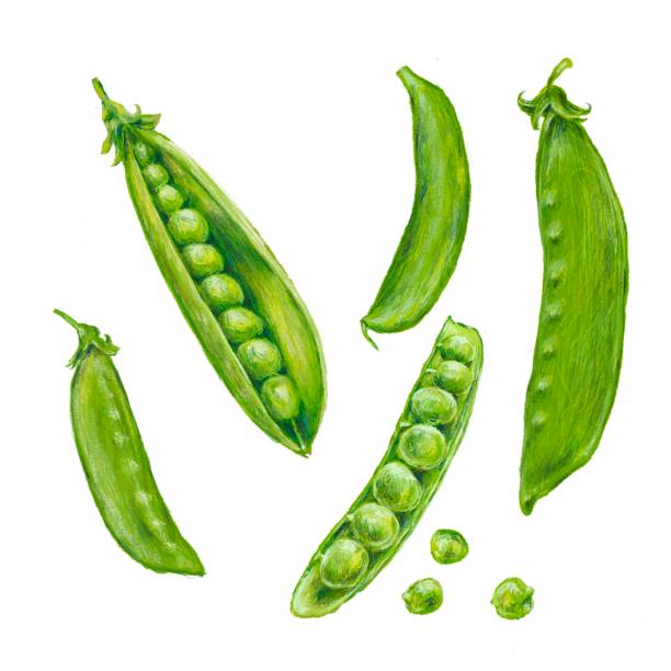 ilustraciones, imágenes clip art, dibujos animados e iconos de stock de verduras - primavera - - healthy eating green pea snow pea freshness