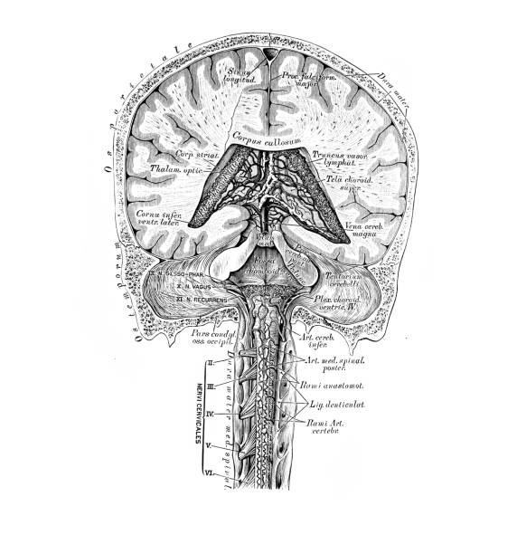 The illustration of the blood and lymphatic vessels of the brain and spinal cord in the old book die Anatomie des Menschen, by C. Heitzmann, 1875, Wien The illustration of the blood and lymphatic vessels of the brain and spinal cord in the old book die Anatomie des Menschen, by C. Heitzmann, 1875, Wien anatomie stock illustrations