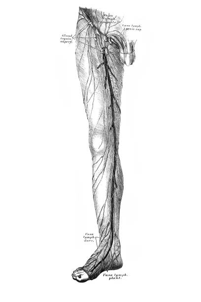 The illustration of veins and lymph nodes on leg in the old book die Anatomie des Menschen, by C. Heitzmann, 1875, Wien The illustration of veins and lymph nodes on leg in the old book die Anatomie des Menschen, by C. Heitzmann, 1875, Wien anatomie stock illustrations