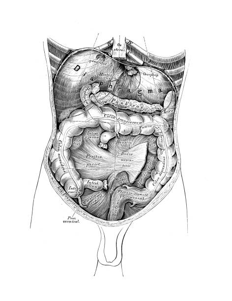 The illustration of the abdominal viscera with liver, stomach, small intestines in the old book die Anatomie des Menschen, by C. Heitzmann, 1875, Wien The illustration of the abdominal viscera with liver, stomach, small intestines in the old book die Anatomie des Menschen, by C. Heitzmann, 1875, Wien anatomie stock illustrations