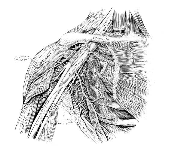 The illustration of muscles and arteries on the shoulder in the old book die Anatomie des Menschen, by C. Heitzmann, 1875, Wien