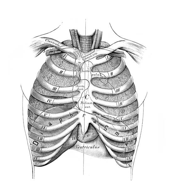 The illustration of thorax with ribs in the old book die Anatomie des Menschen, by C. Heitzmann, 1875, Wien The illustration of thorax with ribs in the old book die Anatomie des Menschen, by C. Heitzmann, 1875, Wien anatomie stock illustrations