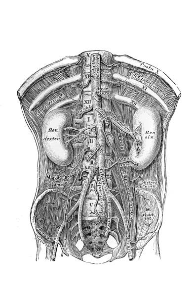 The illustration of course and branching of the abdominal aorta in the old book die Anatomie des Menschen, by C. Heitzmann, 1875, Wien The illustration of course and branching of the abdominal aorta in the old book die Anatomie des Menschen, by C. Heitzmann, 1875, Wien anatomie stock illustrations