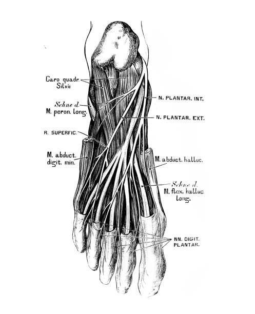 The illustration of the two nervi plantares in the old book die Anatomie des Menschen, by C. Heitzmann, 1875, Wien The illustration of the two nervi plantares in the old book die Anatomie des Menschen, by C. Heitzmann, 1875, Wien anatomie stock illustrations