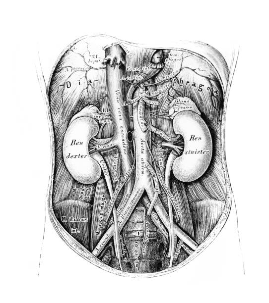 The illustration of course and branching of the abdominal aorta in the old book die Anatomie des Menschen, by C. Heitzmann, 1875, Wien The illustration of course and branching of the abdominal aorta in the old book die Anatomie des Menschen, by C. Heitzmann, 1875, Wien anatomie stock illustrations