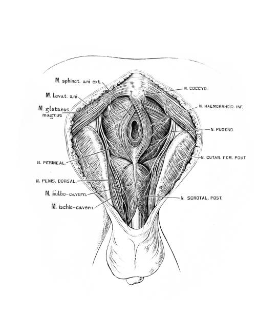 The illustration of the branches of the pudendal plexus in the old book die Anatomie des Menschen, by C. Heitzmann, 1875, Wien The illustration of the branches of the pudendal plexus in the old book die Anatomie des Menschen, by C. Heitzmann, 1875, Wien anatomie stock illustrations