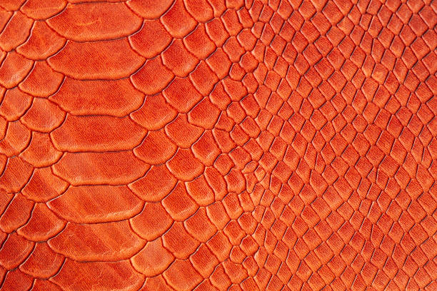 本物のラフレザークローズアップのテクスチャ、鱗屑エキゾチック爬虫類の肌の模倣、ファッション明るいオレンジ色の赤色 - snake python reptile animal ストックフォトと画像