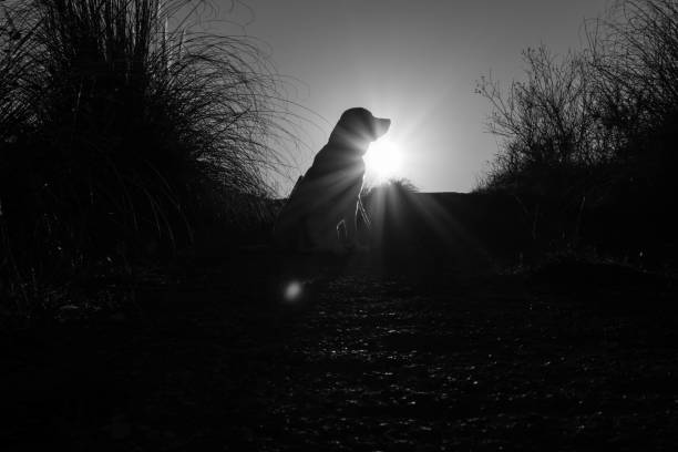 Black and white of a Labrador dog
