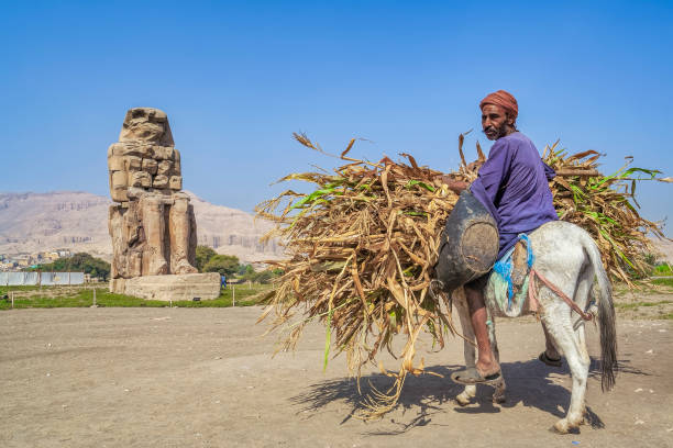 fellah - rolnik robotnik na osiołku i kolosy memnon - luksor zachodni - egipt - luxor west bank zdjęcia i obrazy z banku zdjęć