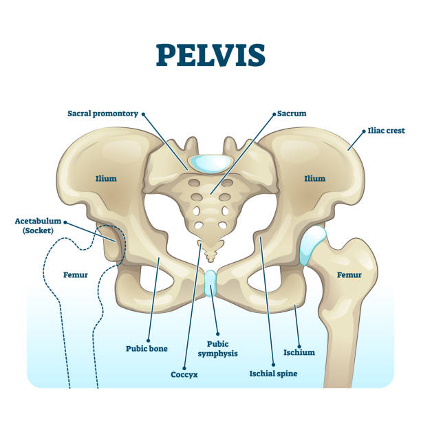 illustrations, cliparts, dessins animés et icônes de structure anatomique de squelette de pelvis. diagramme d'illustration vectorielle étiqueté - ischion