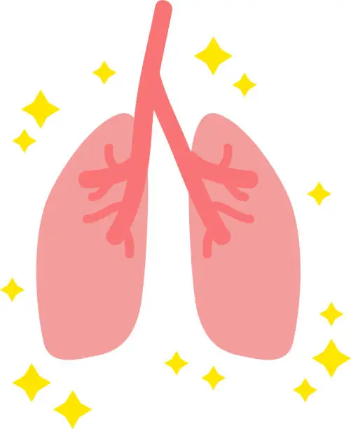 Vector illustration of Illustration of simple healthy lungs internal organs / digestive organs