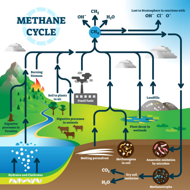 Methane cycle diagram, global pollution process vector illustration scheme Methane cycle diagram, global pollution process vector illustration scheme. Burning fossil fuels, landfills, plant decay in wetlands, melting permafrost, digestive processes in termites and animals. stratosphere stock illustrations