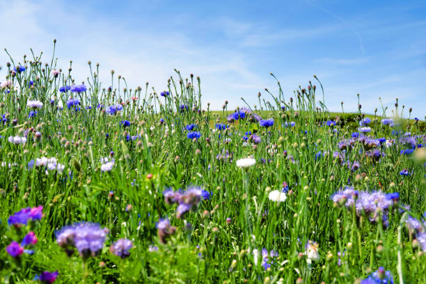 istock wild flowers and tall grass in spring 1200918084