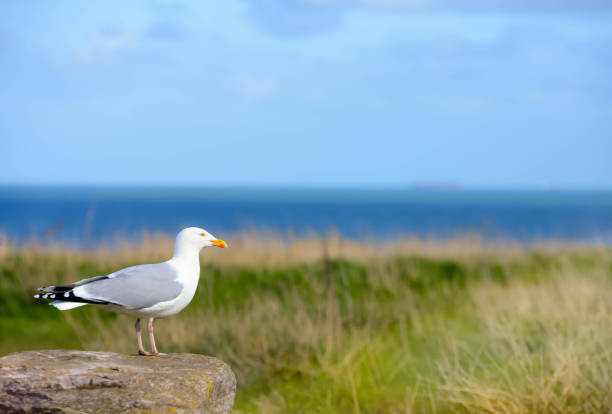 close-up seagull resting on a rock