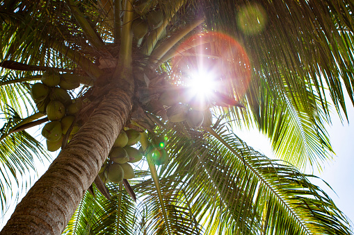 coconuts trees with sunny days