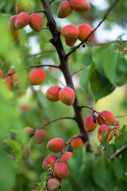 istock ripe red apricots on the tree branch 1200918334