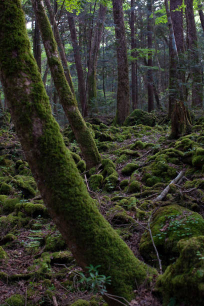 istock Japanese sea of trees 1200919036