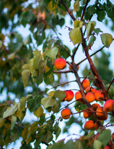 istock ripe red apricots on the tree branch 1200919039
