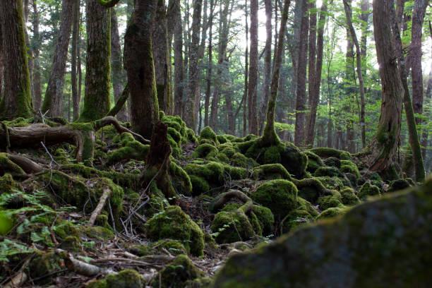 istock sea of trees in japan 1200919150