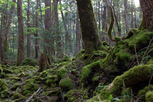 istock sea of trees in Japan 1200919398