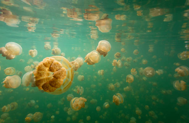 istock jellyfish lakes in palau 1200919573