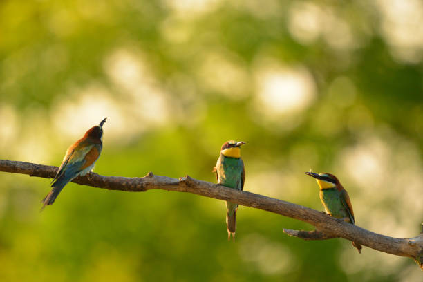 istock European bee-eater (Merops apiaster) in natural habitat 1200919753