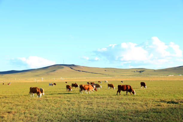 istock A herd of cattle are eating grass on the grassland 1200919901
