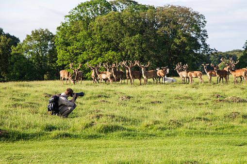 Wildlife photographer taking photos of deer. man with camera  taking photo of wildlife