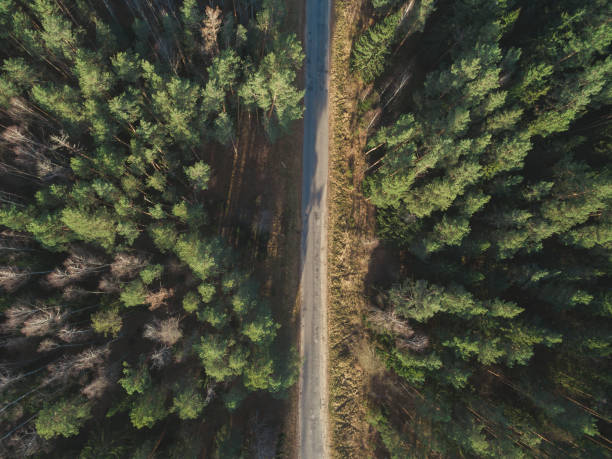 istock Asphalt road passing through a green forest in the fall. Landscape aerial view. Top view 1200920770