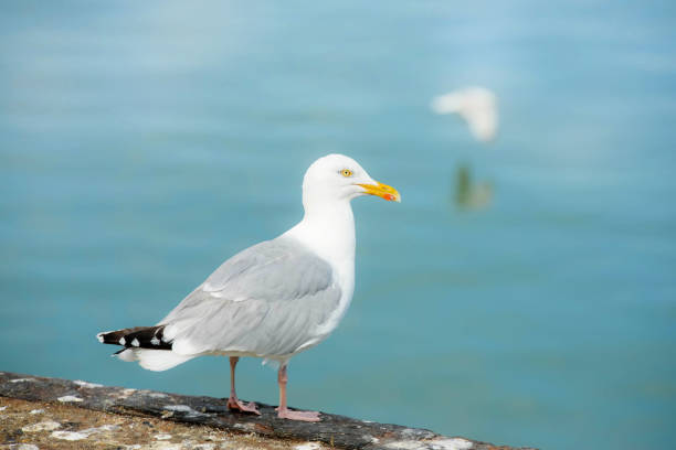 istock seagull close up on the seashore 1200920922