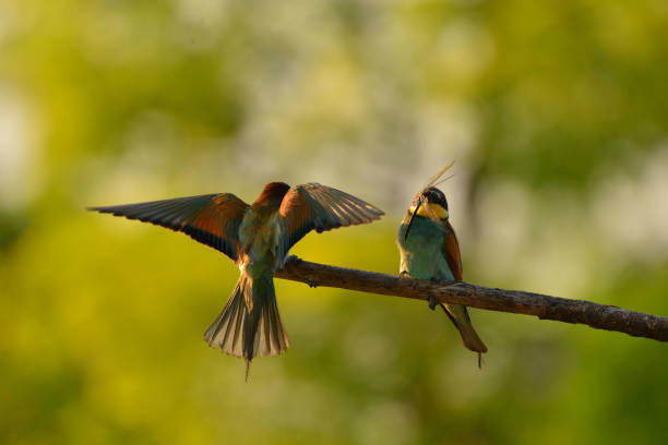 istock European bee-eater (Merops apiaster) in natural habitat 1200921440