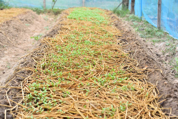 Green vegetable garden with straw