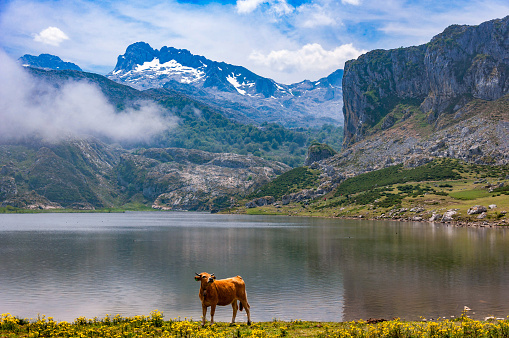 A blonde cow grazes calmly on Ercina Lake in the Picos de Europa. Asturias, Spain.