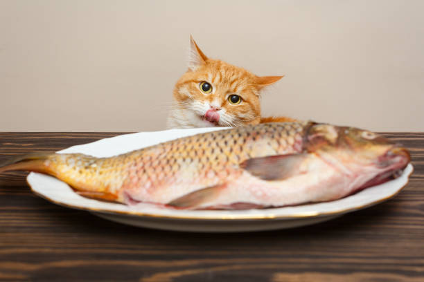 Red cat and big fish stock photo