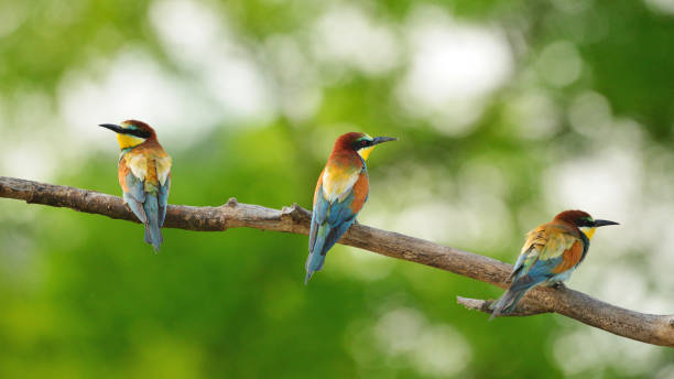 istock European bee-eater (Merops apiaster) in natural habitat 1200923057