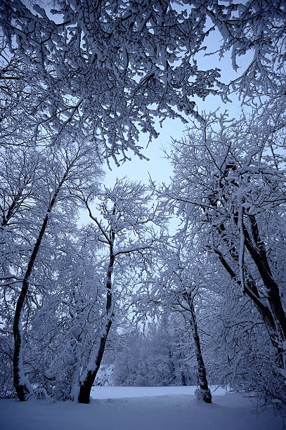 istock Winter forest wonderland 120092510